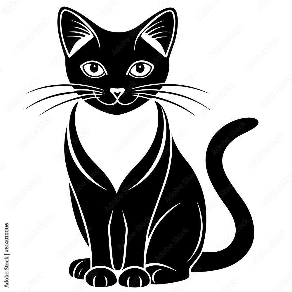 black and white cat black and white cat