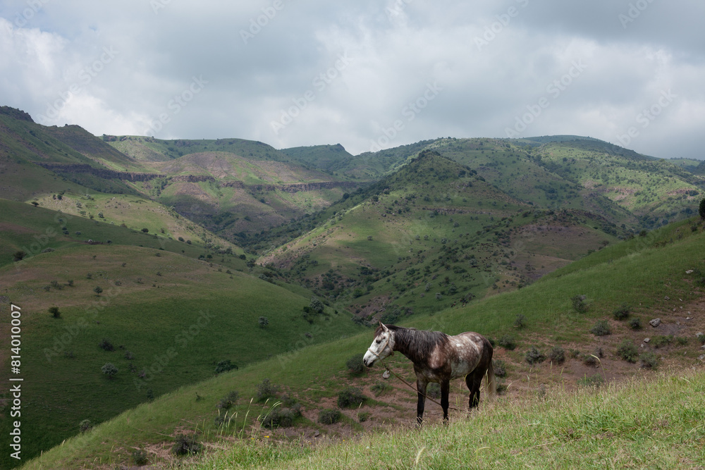Fototapeta premium horse in the mountains