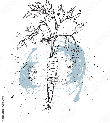 Hand-drawn carrot illustration with ink splatters, fresh vegetable vector