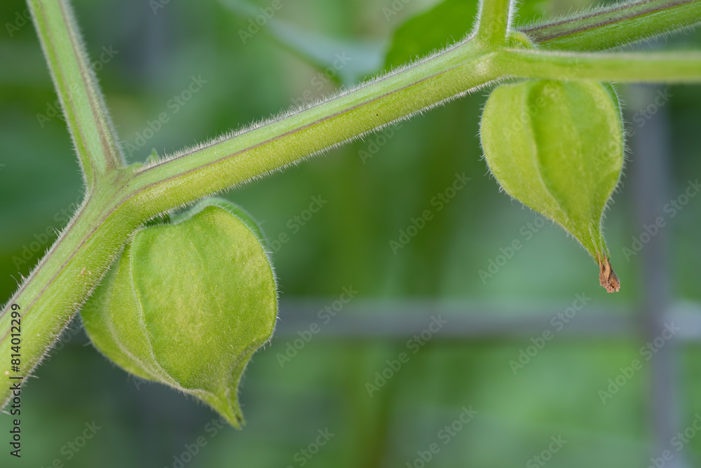 Fruit growing in a backyard garden in Texas. Fruit growing in a backyard garden in Texas.
