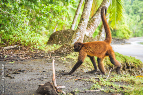 Geoffroys spider monkey or the Central American spider monkey, a type of New World monkey from Costa Rica photo