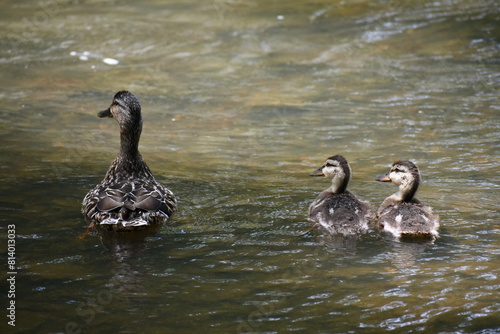 Duck and ducklings