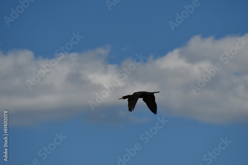 Cormorant in flight