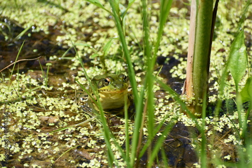 frog in the pond