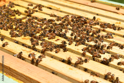 bees in the hive
