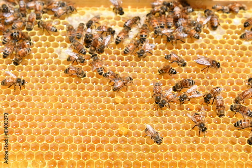 bees on honeycomb