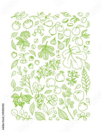 green linear illustration of different Garden Fruits, leaves, tree branches on white