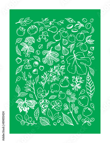 Vector set illustration of various Garden Fruits, leaves, tree branches on green