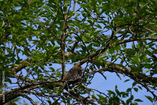 Bird in tree