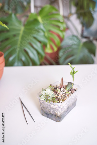 In a cozy home, a hand tends to a young echeveria in a decorative pot, brightening the room with greenery. Modern interior meets nature in this indoor garden oasis
