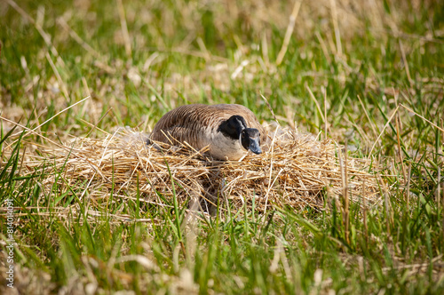 A female Canada Goose is keeping a low profile while incubating its eggs, along the St. Lawrence River. photo