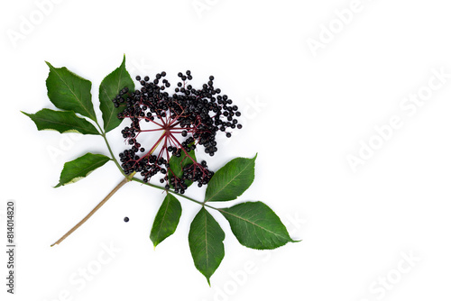 Black berries elderberry ( Sambucus nigra ) and leaves on a white background with space for text. Common names: elder, black elder, European black elderberry. Top view, flat lay © Anastasiia Malinich