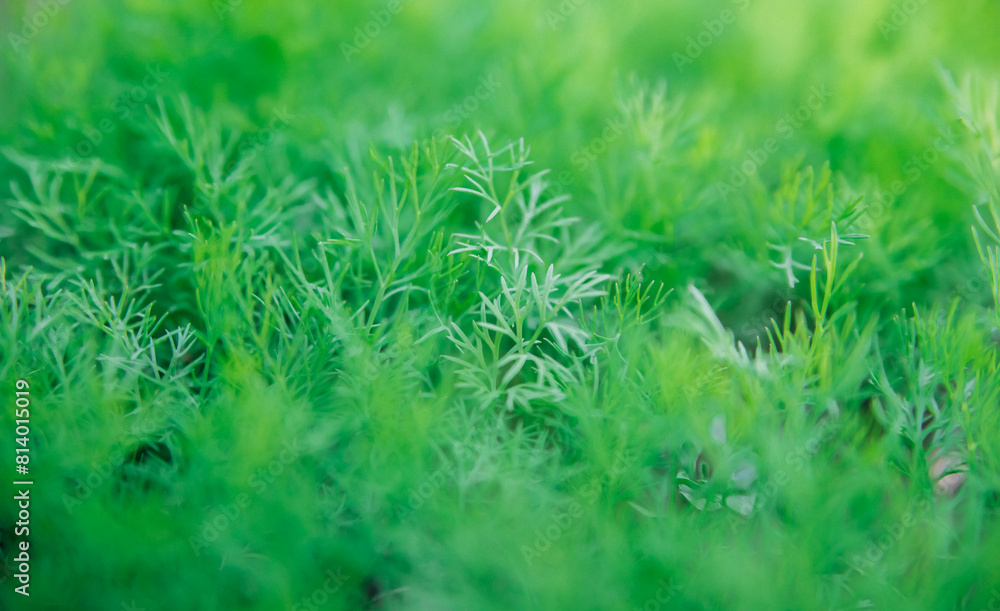Green dill leaves in the garden. Organic farm. Healthy eating. Foods rich in vitamins. Agricultural industry. Natural background. Fragrant seasoning. Green dill leaves in the garden. Organic farm. Healthy eating. Foods rich in vitamins. Agricultural industry. Natural background. Fragrant seasoning.