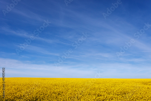 A large, beautiful rapeseed field under a blue sky