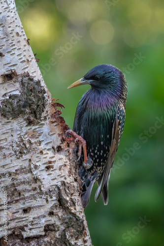 a close up portrait of a starling, Sturnus vulgaris, as it perches on the upright trunk of a silver birch tree. The layout is ideal for a magazine cover