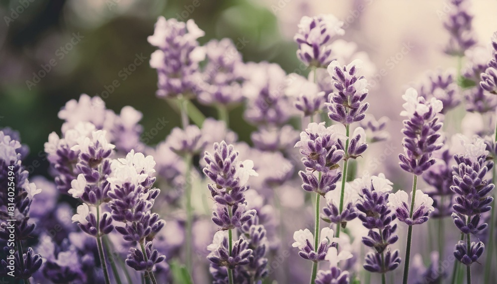 Obraz premium close up of lavender flowers