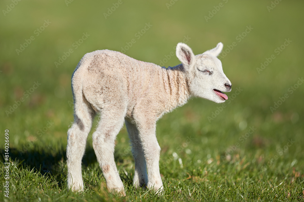 Cute very young white lamb on meadow Cute very young white lamb on meadow