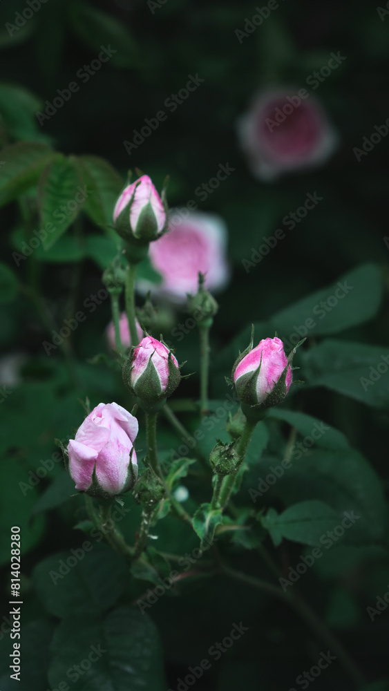 Green leaves and wild roses wide background.