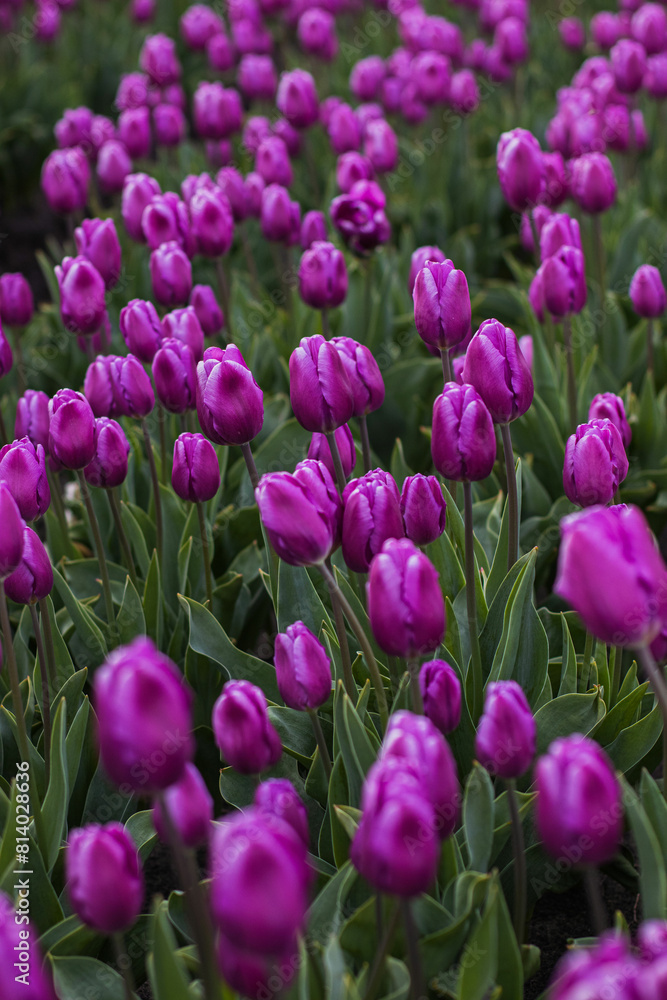 Spring blossoming purple tulips on field, bokeh flower background. PurpleTulip Field in Full Bloom. Spring blossoming purple tulips on field, bokeh flower background. PurpleTulip Field in Full Bloom.