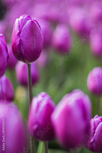 Spring blossoming purple tulips on field, bokeh flower background. PurpleTulip Field in Full Bloom.
