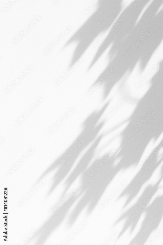 Delicate floral shadow on the white wall. Minimalist shadow background. Delicate floral shadow on the white wall. Minimalist shadow background.