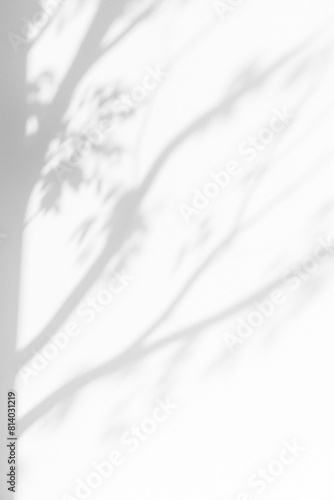 Delicate floral shadow on the white wall. Minimalist shadow background.