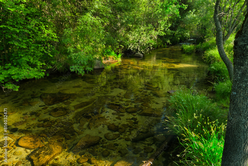 landscape, view, nature, plants, water, stream, mountain, flora,
