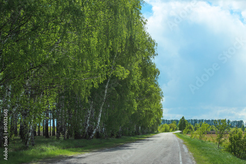 Birch trees in spring