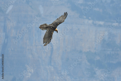 quebrantahuesos en vuelo en el pirineo aragonés photo