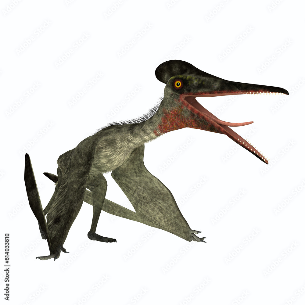 Fototapeta premium Pterodactylus Sitting - Pterodactylus was a flying carnivorous reptile that lived in the Jurassic Period of Bavaria, Germany.