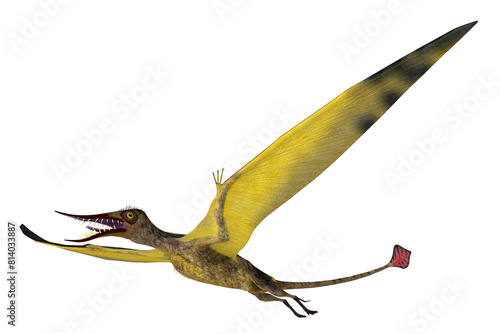 Rhamphorhynchus Pterosaur Wings - Rhamphorhynchus was a carnivorous predatory bird that lived in Europe during the Jurassic Period.