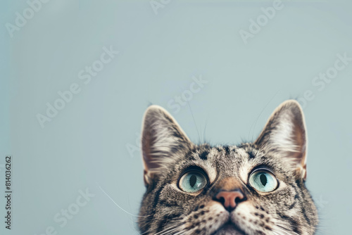 Funny cat looks up with interest