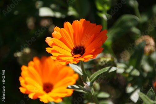 fiori arancioni