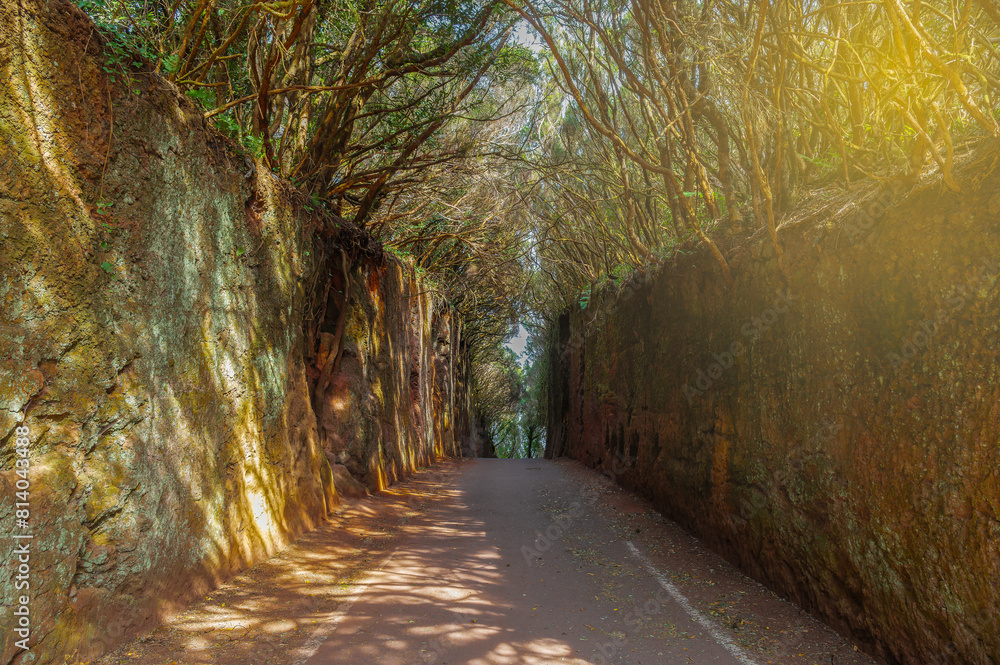 Explore the serene Camino Viejo al Pico del Inglés in Tenerife. A sunlit, tree lined path perfect for peaceful walks and nature photography.