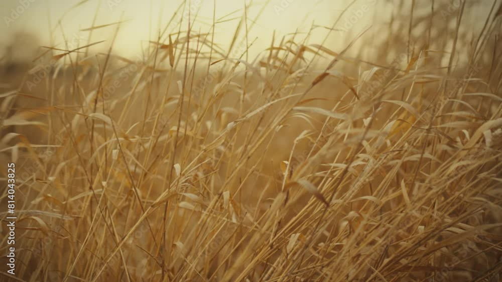 Background pattern of dry grass the wind stirs the steppe grass on a warm autumn day, creating a picturesque landscape of swaying golden stems. Autumn dried grass moves under the influence of the wind Background pattern of dry grass the wind stirs the steppe grass on a warm autumn day, creating a picturesque landscape of swaying golden stems. Autumn dried grass moves under the influence of the wind