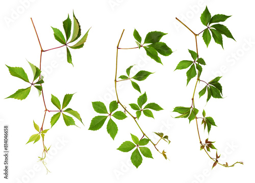 Set of wild grapes (Parthenocissus) twigs with green leaves isolated on white or transparent background