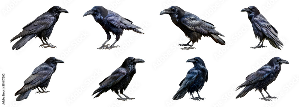 Obraz premium Set of Black ravens in various poses isolated transparent PNG background