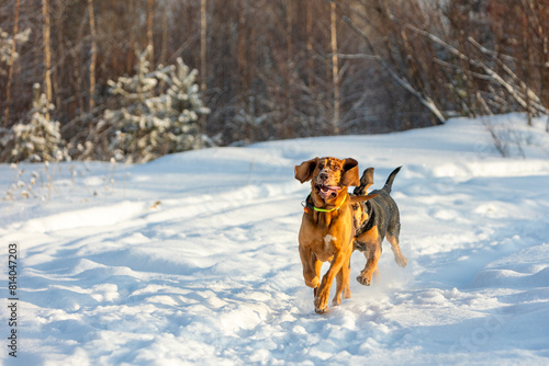 Two bloodhounds running towards the camera on a sunny day against the backdrop of a winter forest.