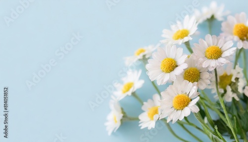 chamomile flower 