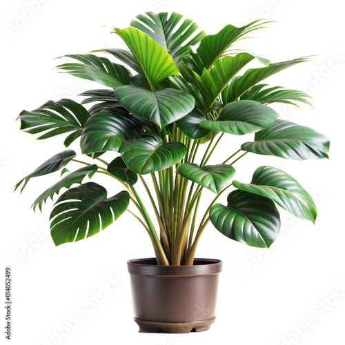 A thriving potted houseplant with large green leaves  showcased against a transparent backdrop