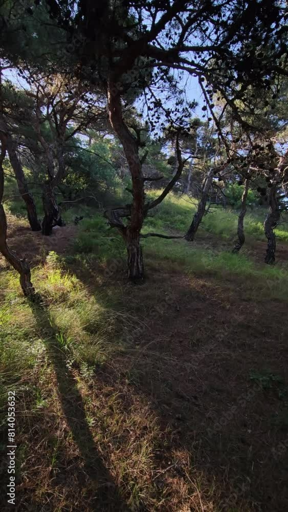 Pine forest on a Mediterranean coastline on summer day with morning sunlight. Hiking in forest Pine forest on a Mediterranean coastline on summer day with morning sunlight. Hiking in forest