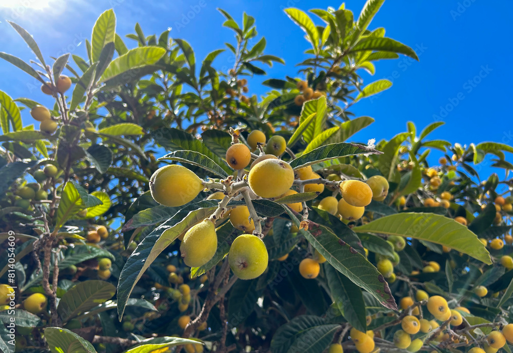 Loquats fruits on the tree in the garden. Close-up. Spain.