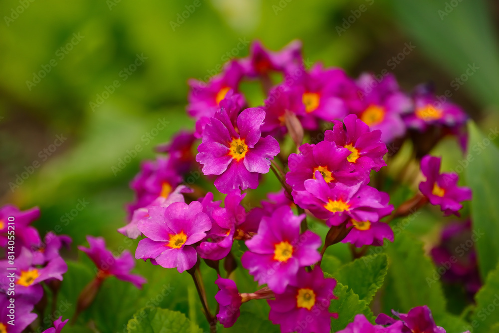 flowers in the garden flowers in the garden