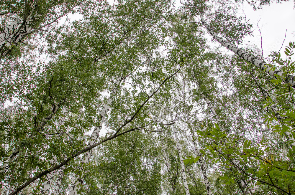 birch forest view from below into the sky, autumn landscape birch forest view from below into the sky, autumn landscape