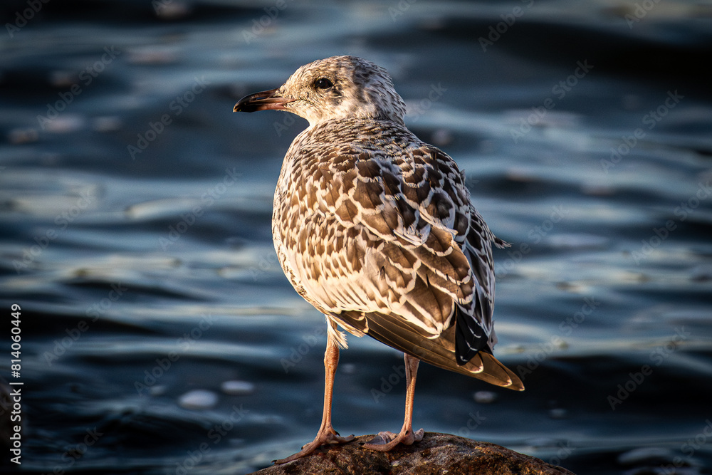 Seagull on the lake with blue water in the background looking off to the left Seagull on the lake with blue water in the background looking off to the left