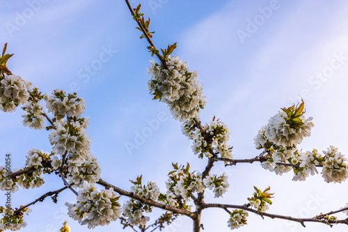 Close-up view of cherry tree in full bloom set against backdrop of blue sky with white clouds on sunny spring day. Sweden.