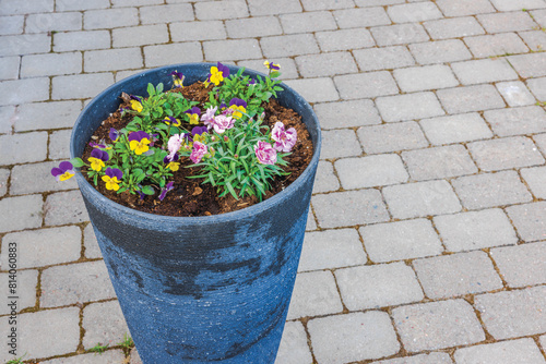 Close-up view of a street vase with planted blooming carnations and pansies against the backdrop of pavement tiles. Sweden.