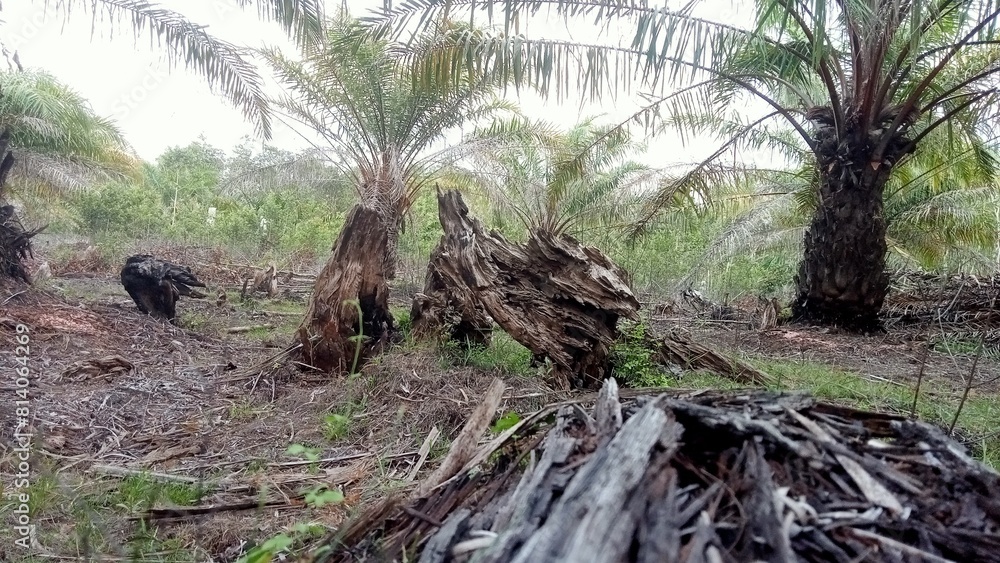 Fototapeta premium happiness among the palm groves.
