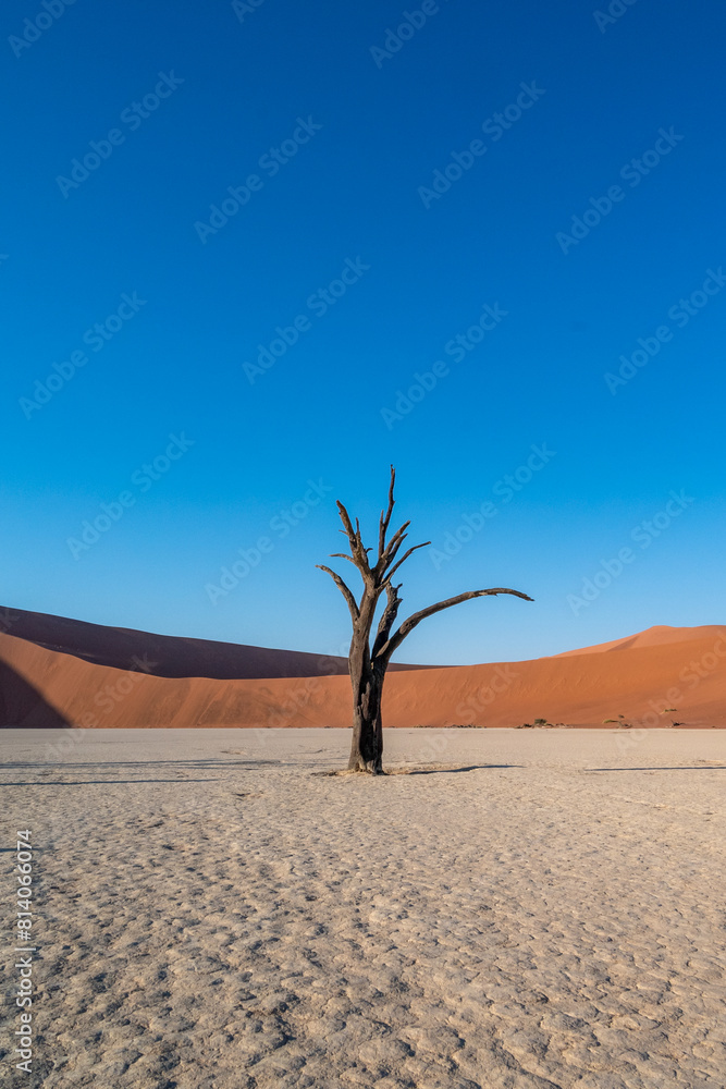 A tree at the Sossusvlei in Namibia