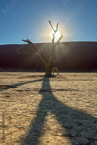 A dead tree with the sun at the Sossusvlei.